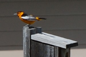 bullocks_oriole2