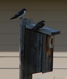 swallows