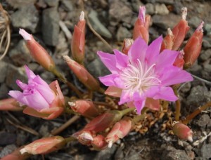 Bitterroot, Montana's State Flower