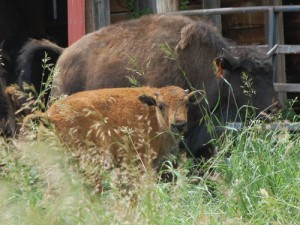 Buffalo calf and Mama