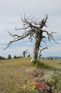Beautiful dead tree with wildflowers
