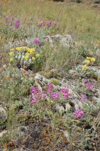 Montana Wildflowers