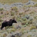 Grizzly bear strolling through the Lamar Valley.