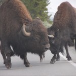 Bull and cow bison sparring in the middle of the road.