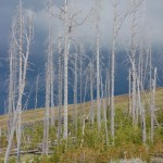 Lodgepole Pines against stormy sky.