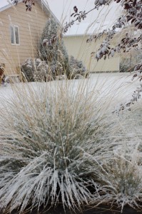 Blue Oat Grass in snow